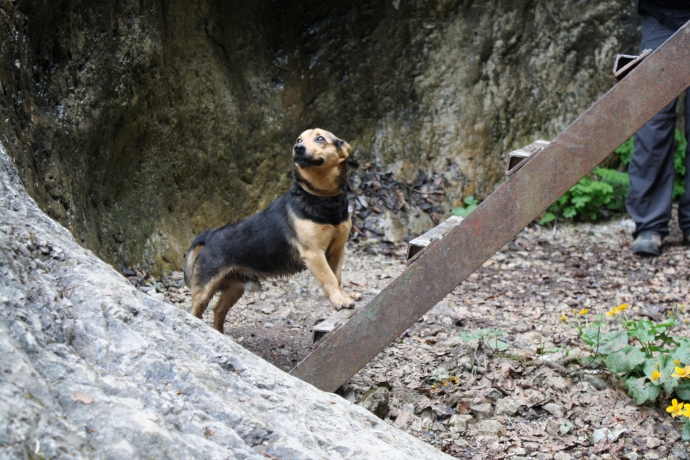 Even this adventurous dog is a little hesitant about this.